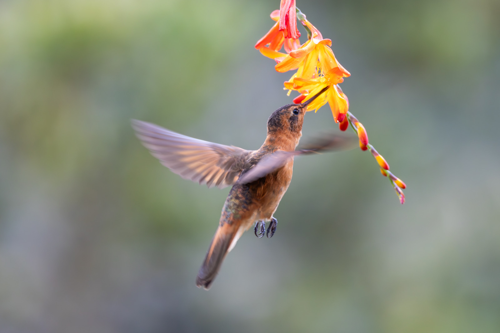 image Shining Sunbeam